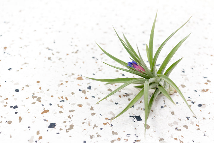 Tillandsia Aeranthos Air Plant with Bloom