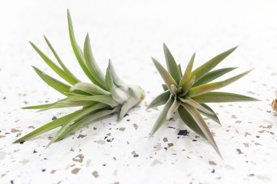 2 Tillandsia Velutina Brachycaulos Air Plants