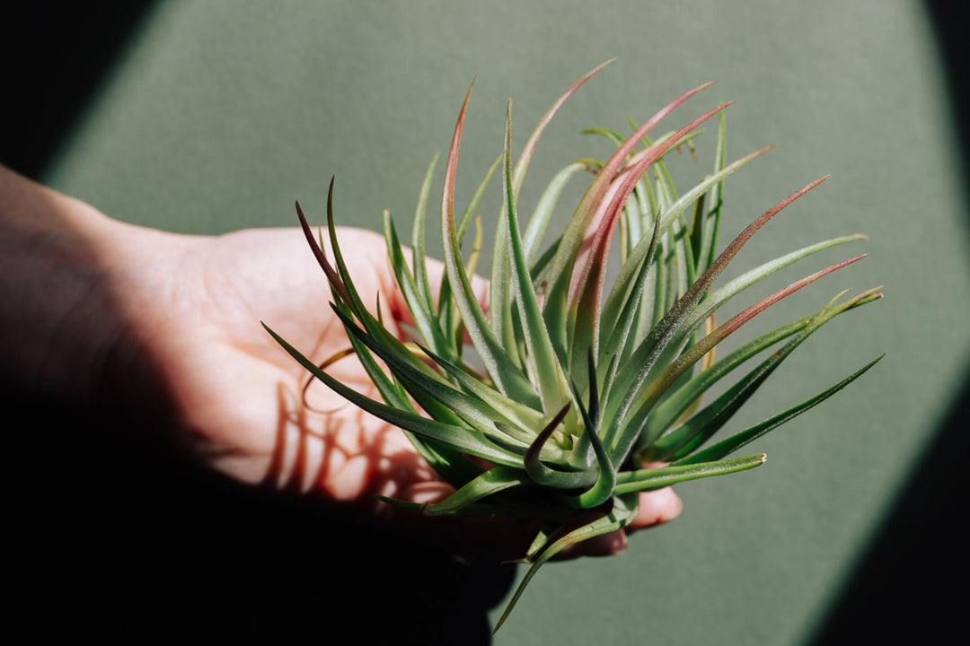 Tillandsia Ionantha X Brachycaulos 'Victoriana' Air Plants