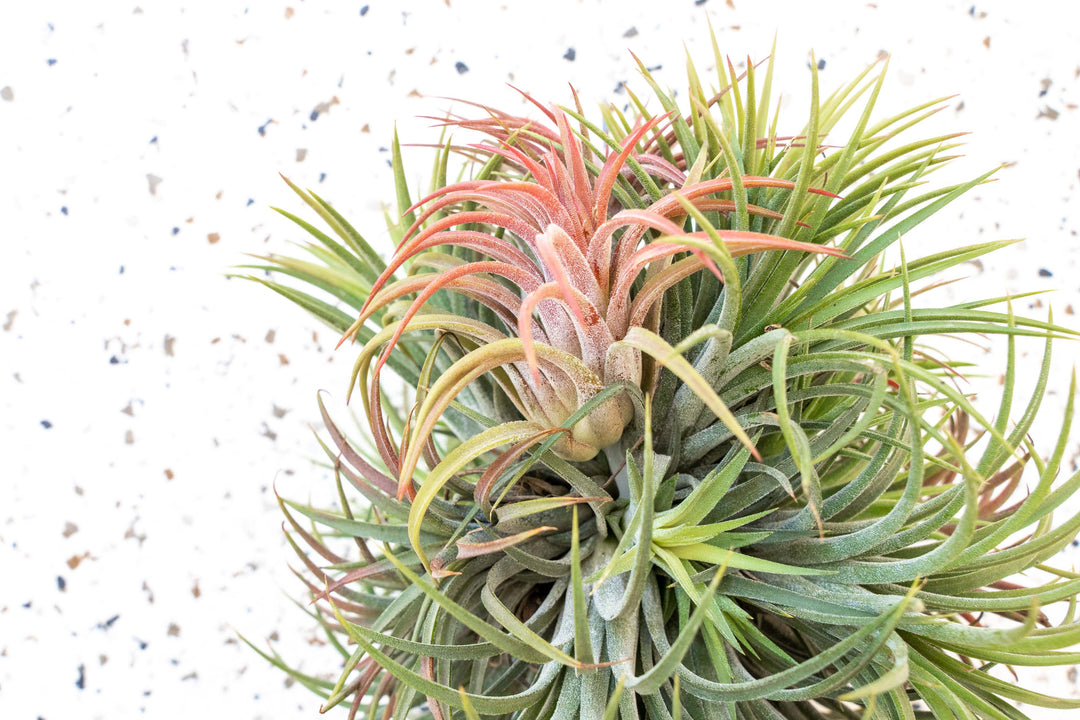 Tillandsia Ionantha Rubra Hanging Cluster with Hook