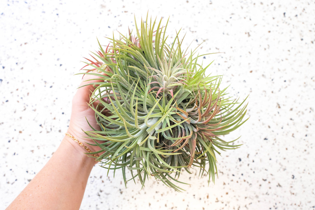 Tillandsia Ionantha Rubra Hanging Cluster with Hook