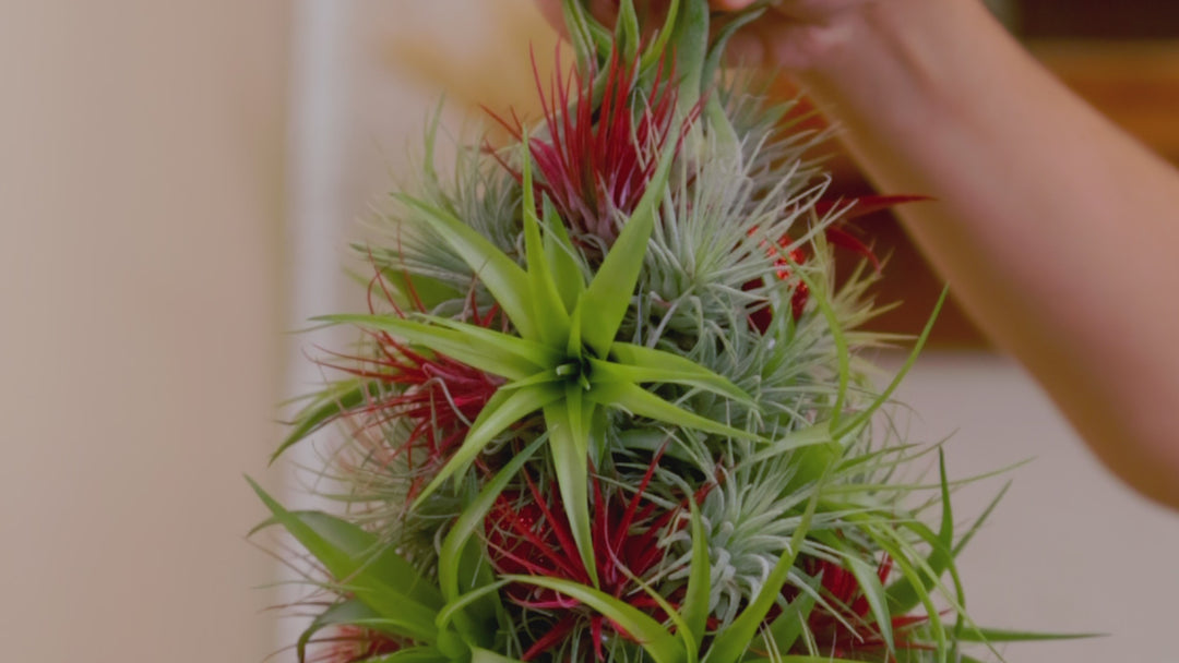 BULK DISCOUNT PRE-ORDER: 12 Inch Tall Handmade Air Plant Christmas Tree with 50 Living Tillandsias [Min Order 3]