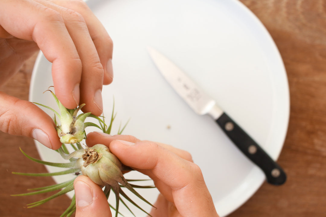 Hands Removing a Pup from Tillandsia Ionantha Rubra Mother Plant