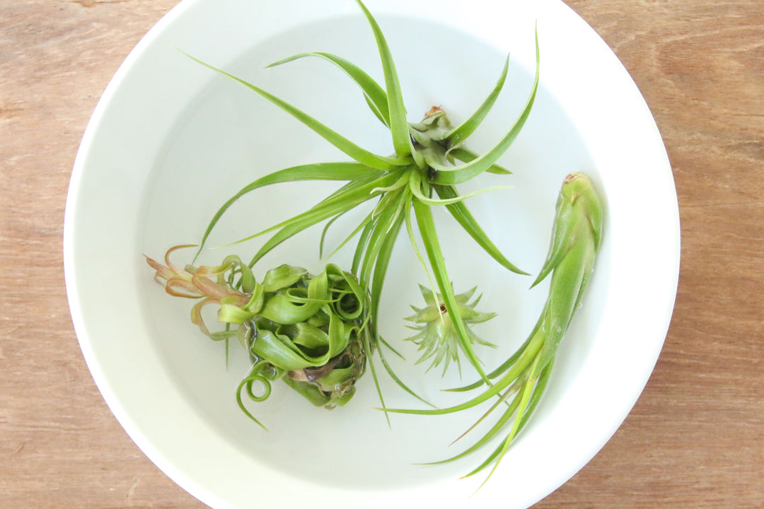 Assorted Tillandsia Air Plants in a Bowl of Water