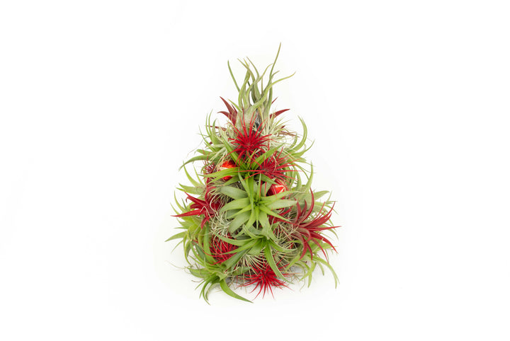 BULK DISCOUNT PRE-ORDER: 12 Inch Tall Handmade Air Plant Christmas Tree with 50 Living Tillandsias [Min Order 3]