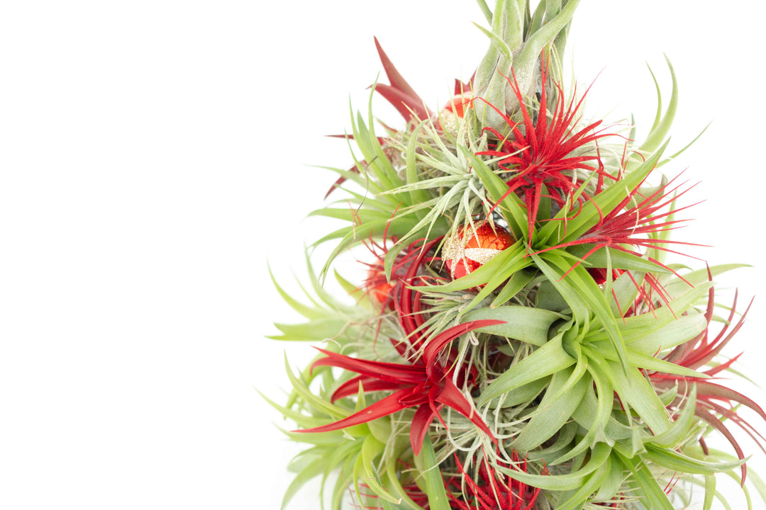 BULK DISCOUNT PRE-ORDER: 12 Inch Tall Handmade Air Plant Christmas Tree with 50 Living Tillandsias [Min Order 3]