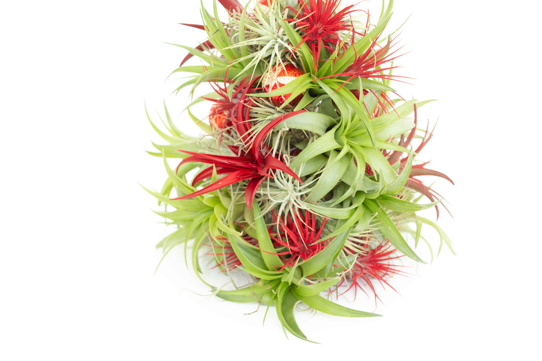 BULK DISCOUNT PRE-ORDER: 12 Inch Tall Handmade Air Plant Christmas Tree with 50 Living Tillandsias [Min Order 3]