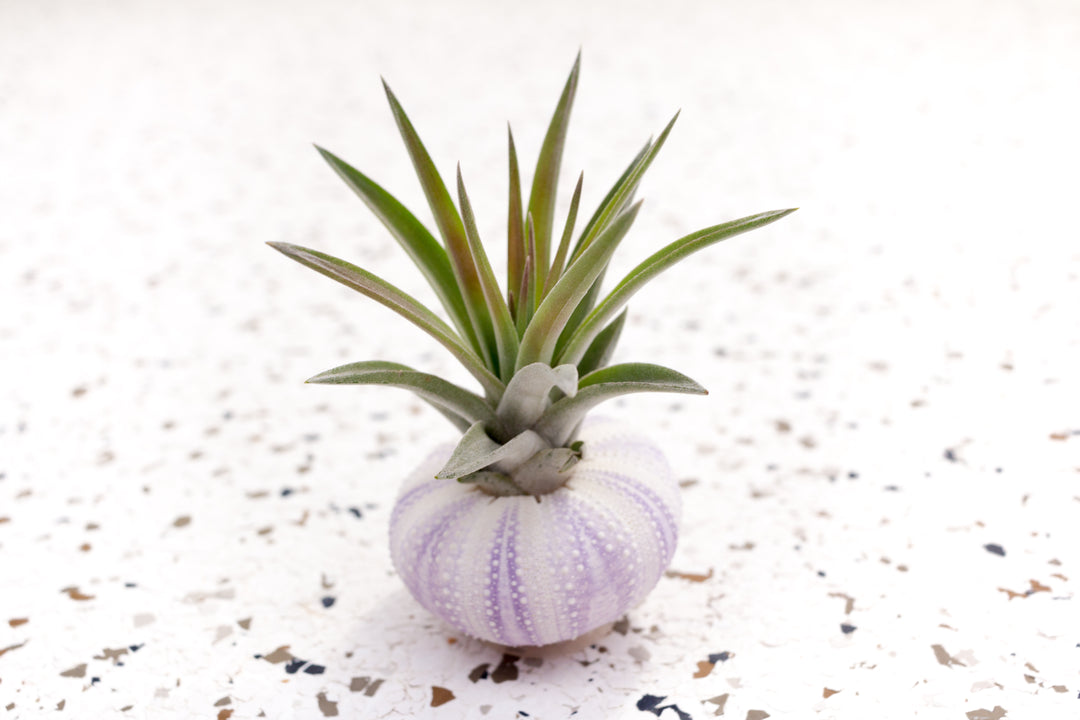 Purple Urchin with Tillandsia Velutina Air Plant