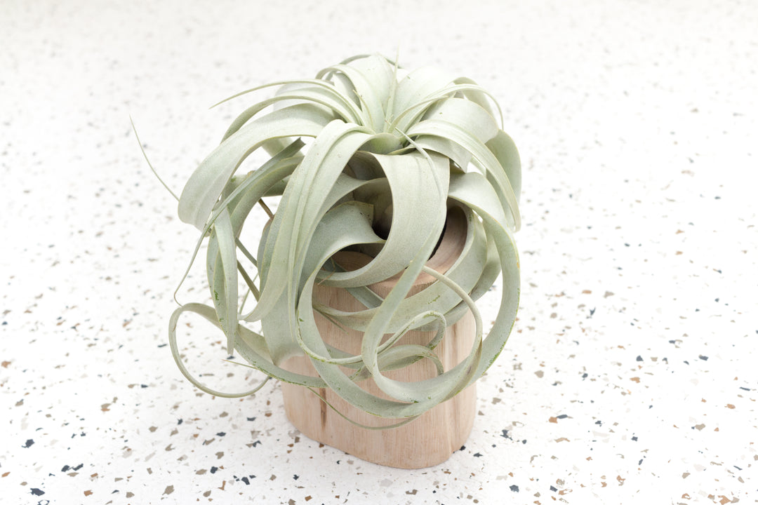 Large Driftwood Container with Mini Tillandsia Xerographica Air Plant