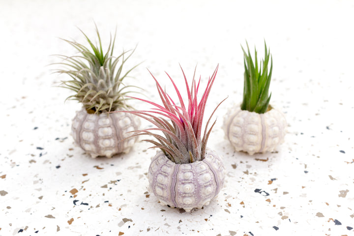 3 Sputnik Sea Urchins with Assorted Tillandsia Ionantha Air Plants