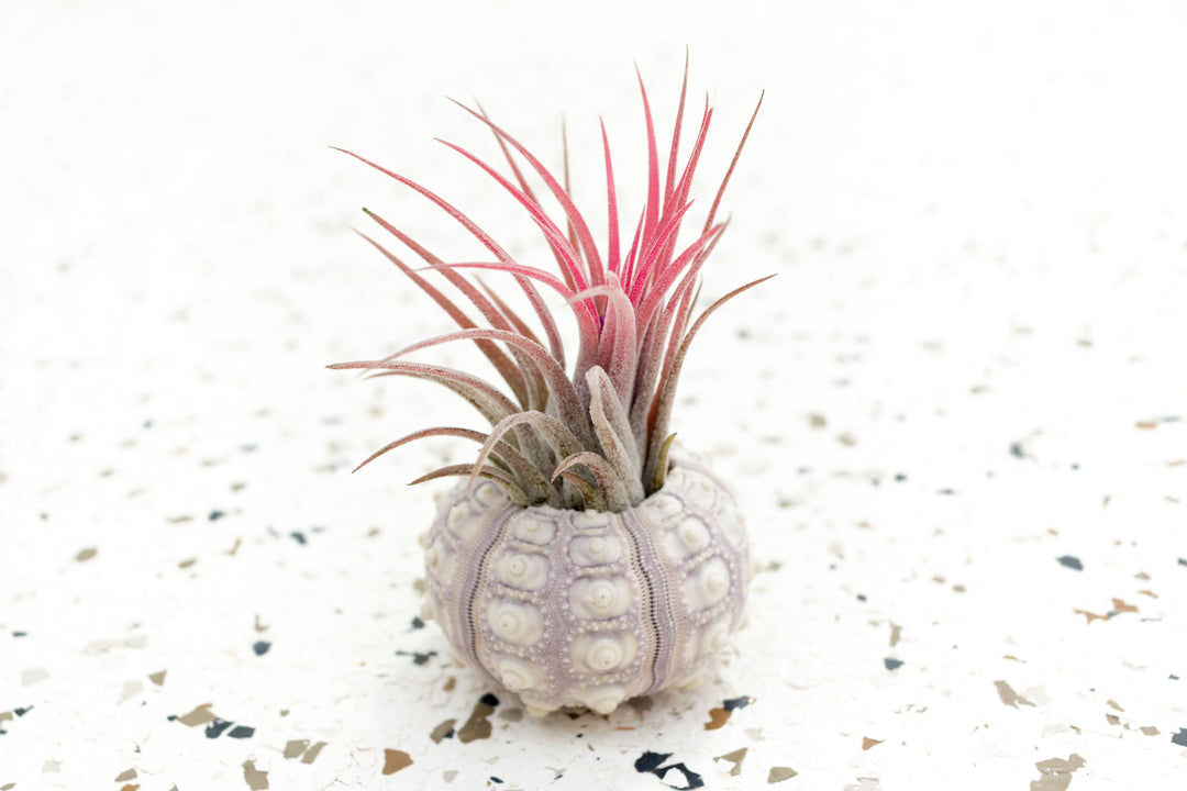 Sputnik Urchin with Blushing Tillandsia Ionantha Fuego