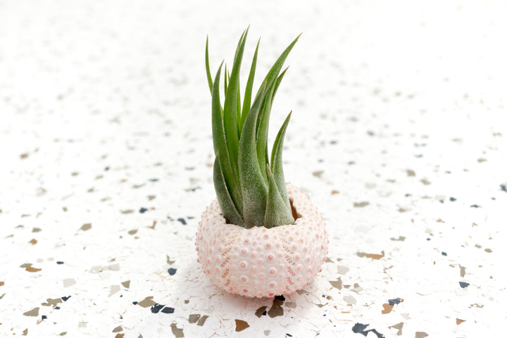 Pink Urchin with Tillandsia Ionantha Scaposa