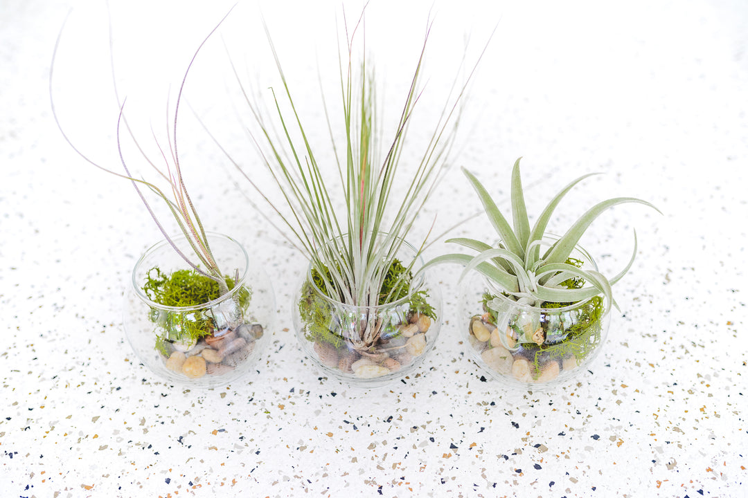 3 Bubble Bowl Glass Terrariums with Moss and Rock Kit and Asst. Tillandsia Air Plants