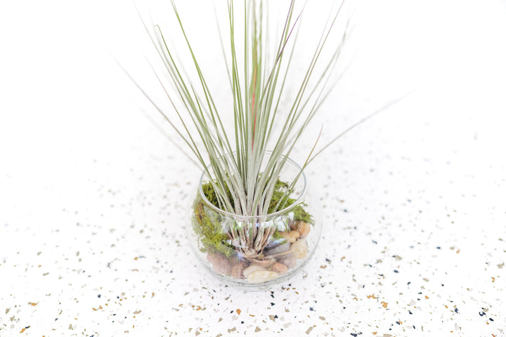 Bubble Bowl Glass Terrarium with Moss and Rock Kit and Tillandsia Juncea Air Plant