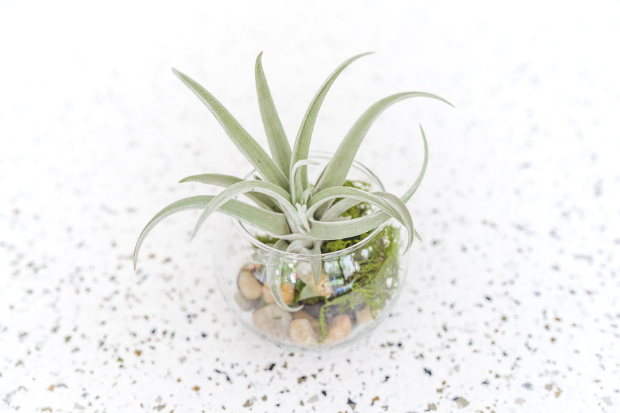 Bubble Bowl Glass Terrarium with Flat bottom containing Tillandsia Harrisii Air Plant and Stone and Moss Kit