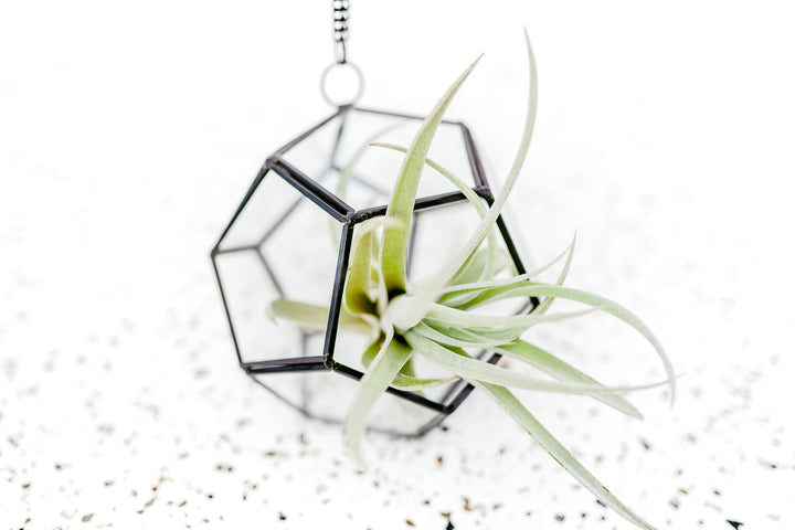 Glass Pentagon Terrarium with Tillandsia Harrisii Air Plant