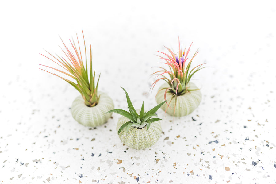 3 Green Urchins with Assorted Tillandsia Air Plants
