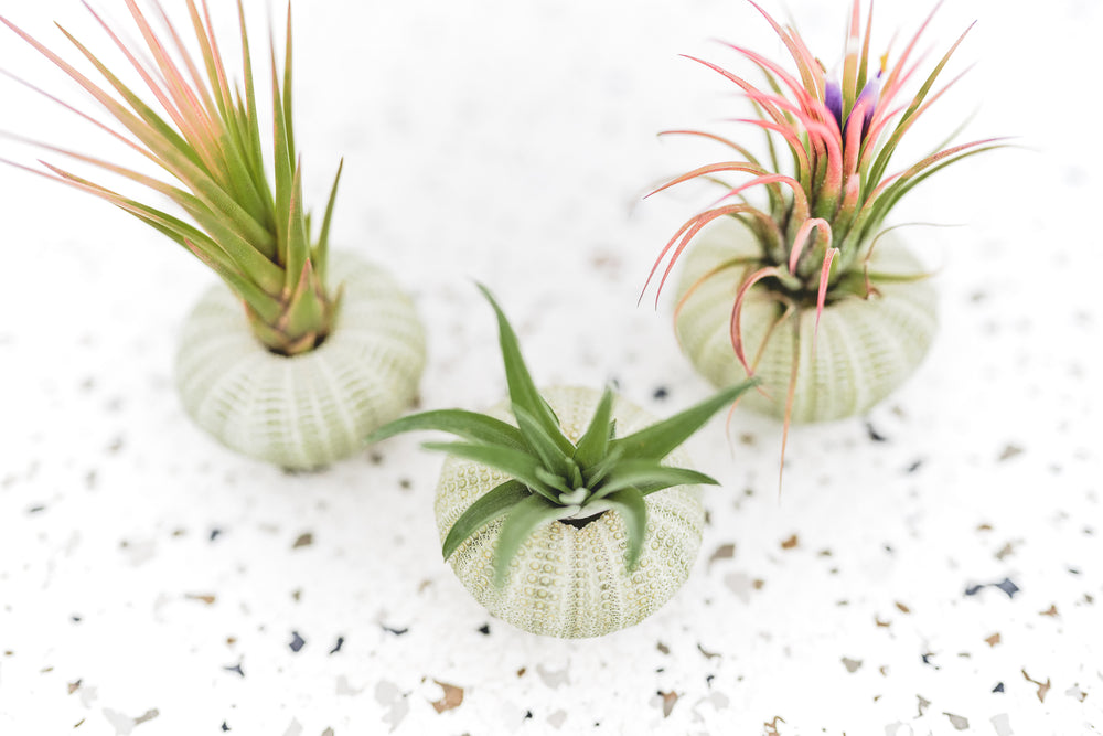 3 Green Urchins with Assorted Tillandsia Air Plants