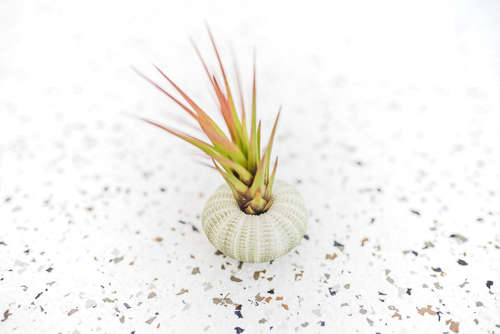 Green Urchin with Tillandsia Melanocrater Air Plant