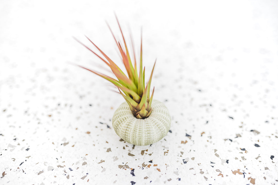 Green Sea Urchin with Tillandsia Melanocrater Air Plant