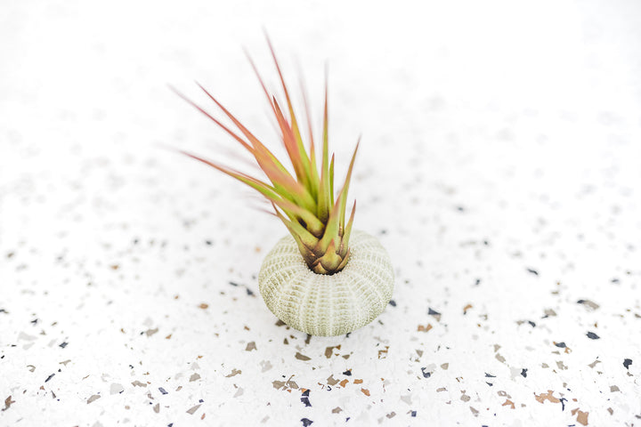 Green Sea Urchin with Tillandsia Melanocrater Air Plant