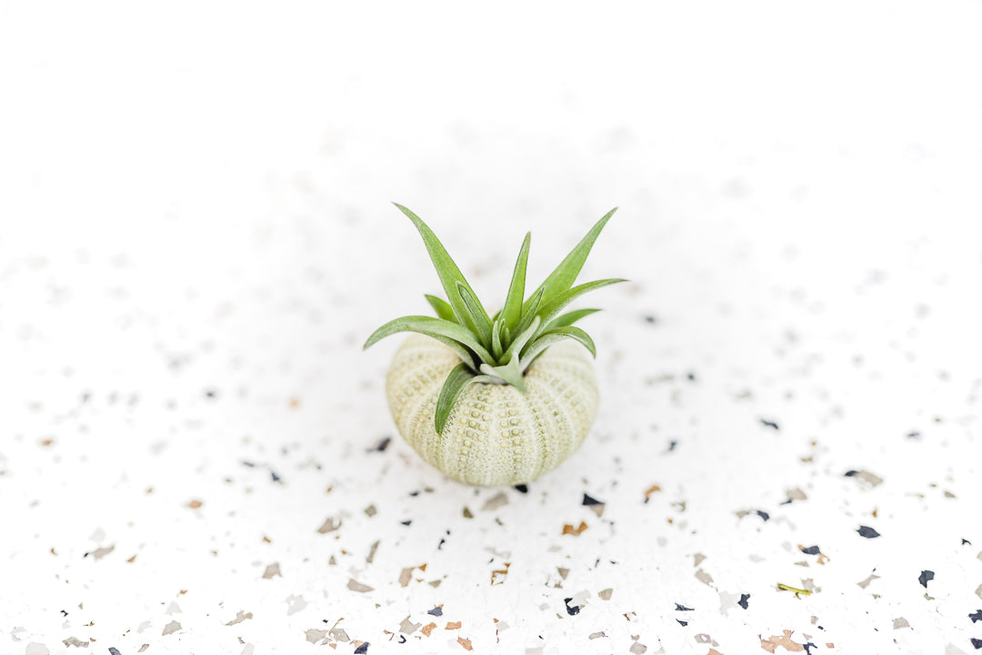 Green Sea Urchin with Tillandsia Velutina Air Plant