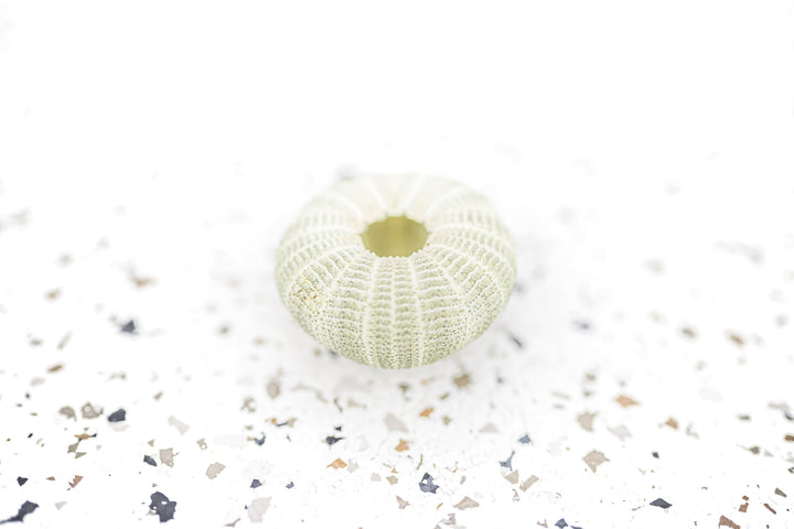 Green Sea Urchin