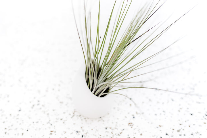 Large Ivory Ceramic Vase with Flat Bottom and Hole for Hanging containing Tillandsia Juncea Air Plant