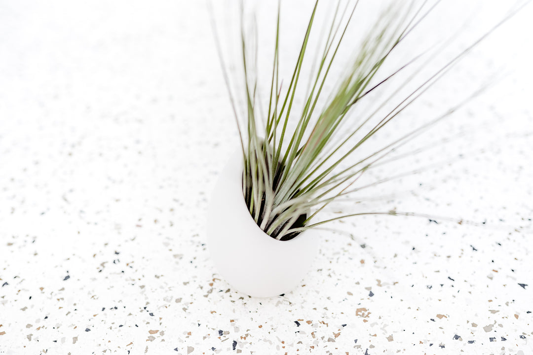 Large Ivory Ceramic Vase with Flat Bottom and Hole for Hanging containing Tillandsia Juncea Air Plant