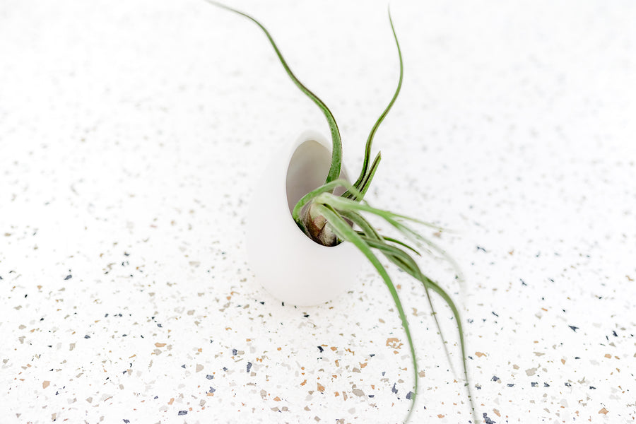 Large Ivory Ceramic Vase with Flat Bottom and Hole for Hanging containing Tillandsia Caput Medusae Air Plant