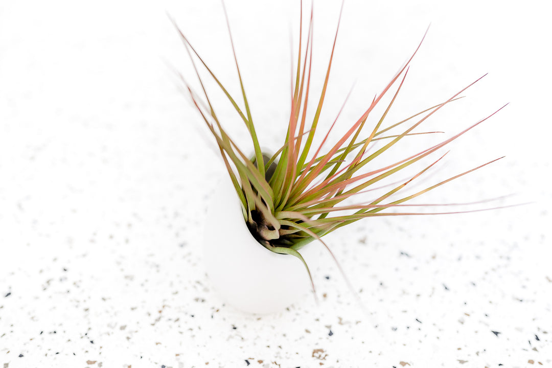 Large Ivory Ceramic Vase with Flat Bottom and Hole for Hanging containing Tillandsia Melanocrater Air Plant