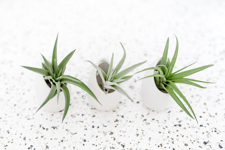 Trio of Small Ivory Ceramic Vases with Flat Bottom and Hole for Hanging containing Tillandsia Air Plants