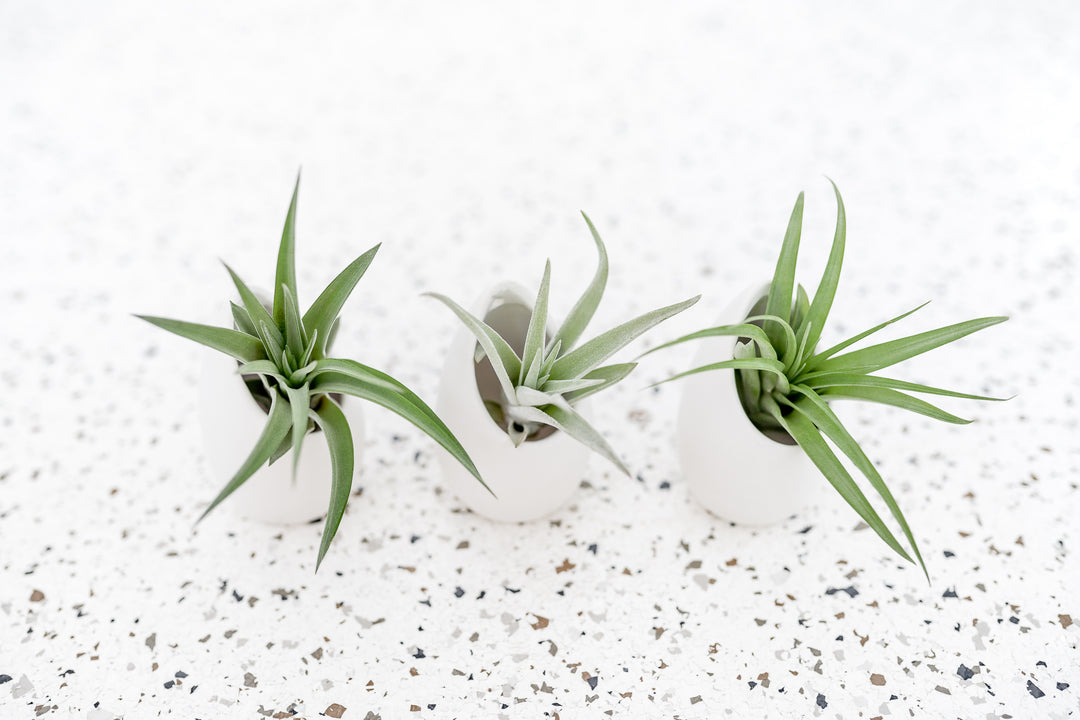 Trio of Small Ivory Ceramic Vases with Flat Bottom and Hole for Hanging containing Tillandsia Air Plants