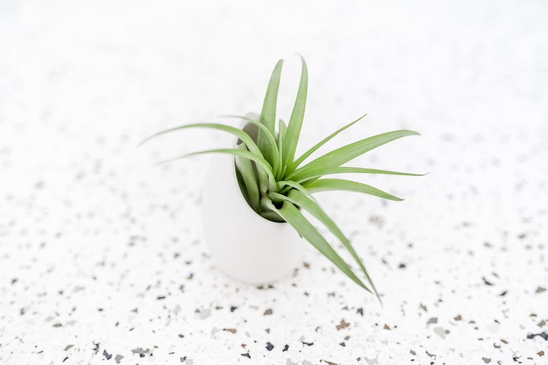 Small Ivory Ceramic Vase with Flat Bottom and Hole for Hanging containing Tillandsia Abdita Brachycaulos Air Plant