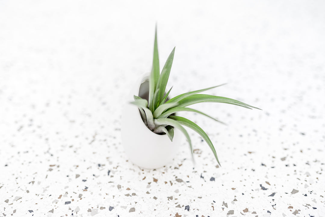 Small Ivory Ceramic Vase with Flat Bottom and Hole for Hanging containing Tillandsia Velutina Air Plant