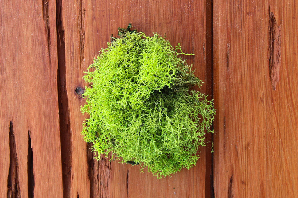 Air Plants - Terrarium Supplies - Green Reindeer Moss – Air Plant City