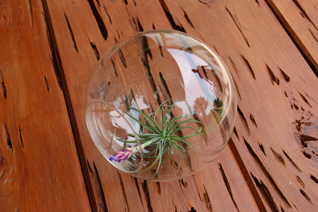 Large Glass Terrarium with 2 Open Ends containing Tillandsia Aeranthos in Bloom