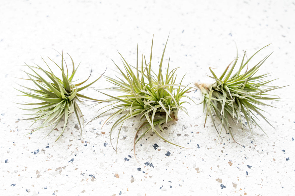 3 Tillandsia Tenuifolia Air Plant Clumps