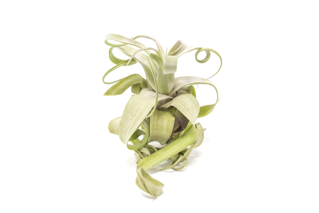 Wholesale - Tillandsia Streptophylla Pure Air Plants