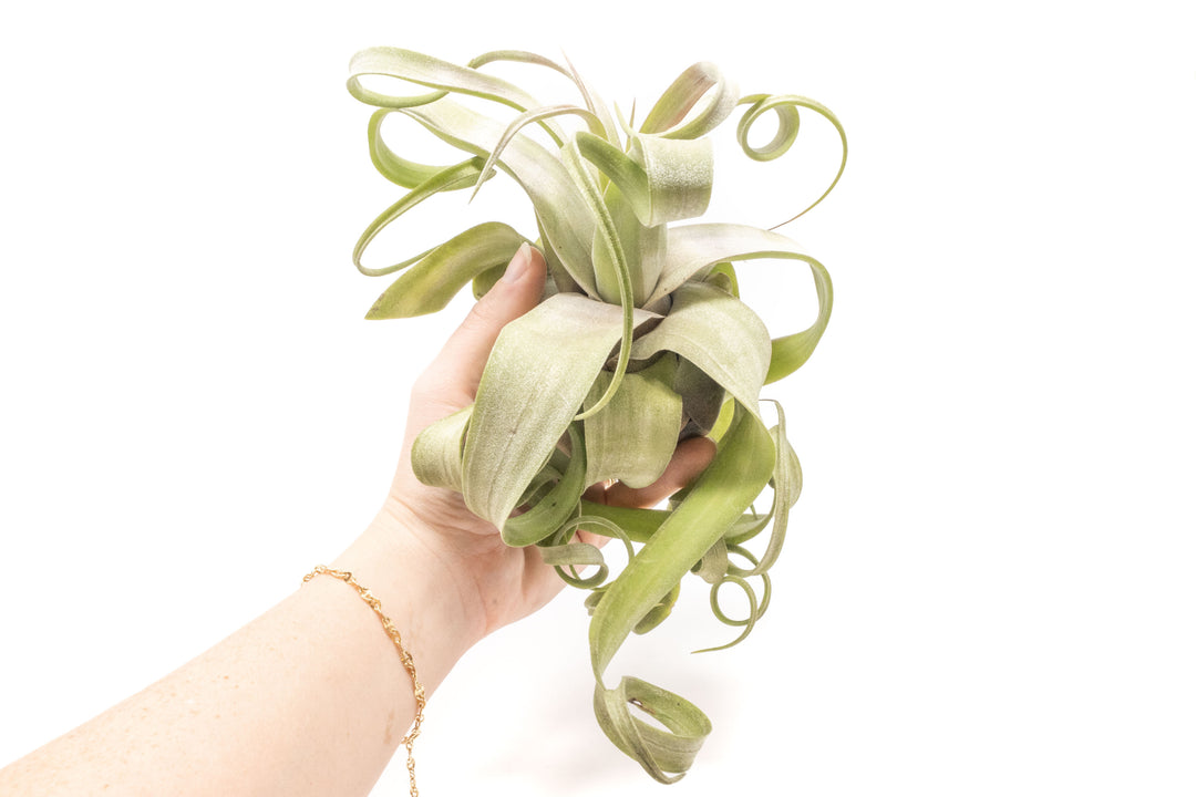 Wholesale - Tillandsia Streptophylla Pure Air Plants