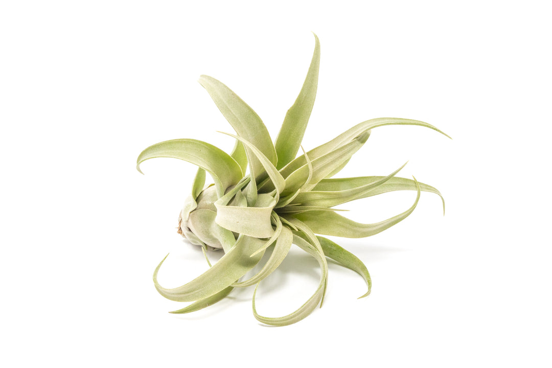 Wholesale - Tillandsia Streptophylla Pure Air Plants