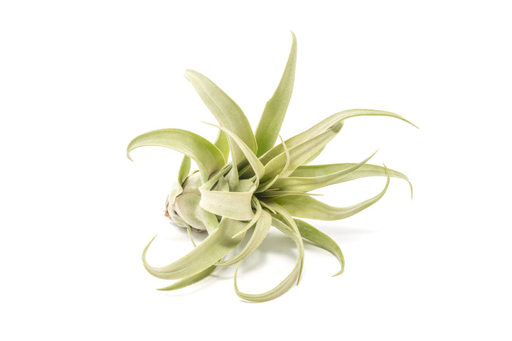 Wholesale - Tillandsia Streptophylla Pure Air Plants