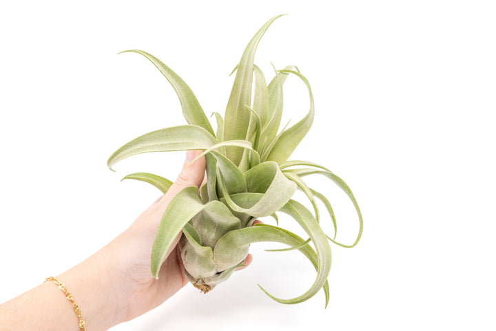 Wholesale - Tillandsia Streptophylla Pure Air Plants