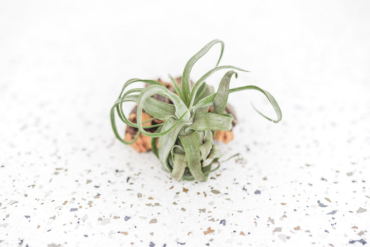 Small Tillandsia Streptophylla Air Plant