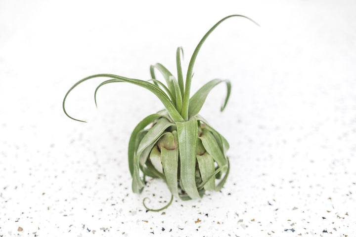 Small Tillandsia Streptophylla Air Plant