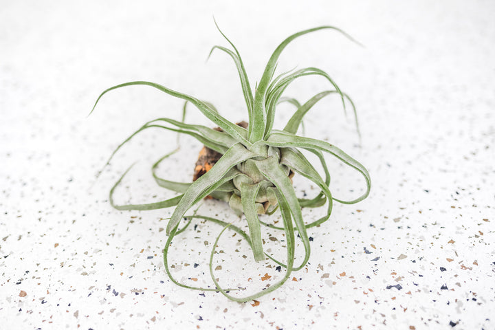 Small Tillandsia Streptophylla Air Plant