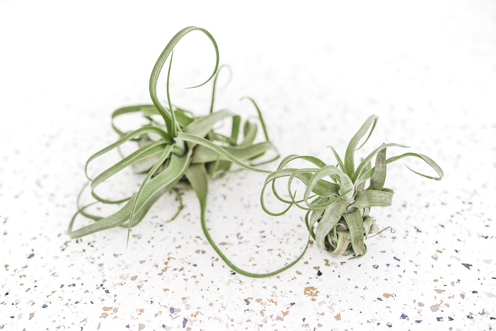 1 Small and 1 Medium Tillandisa Streptophylla Air Plant