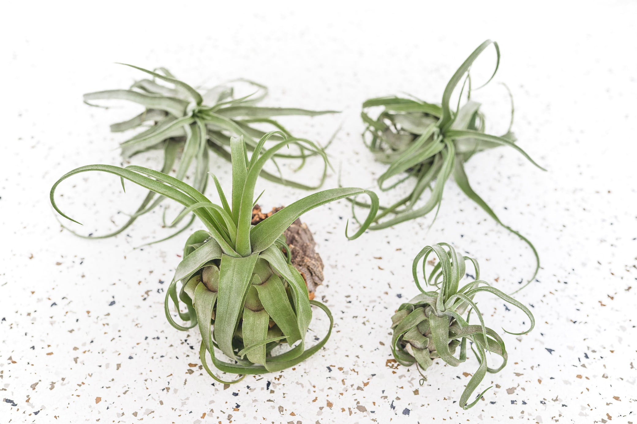 Tillandsia Streptophylla Air Plants - Multiple Sizes - Small