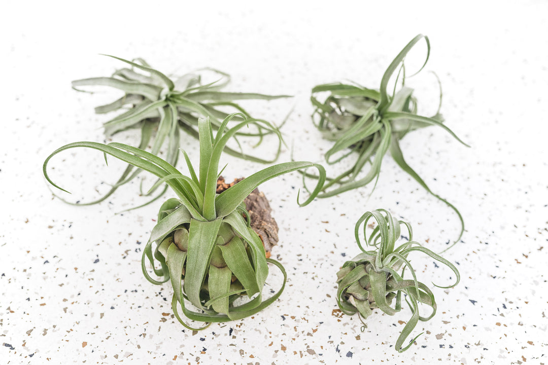 4 Tillandsia Streptophylla Air Plants of Varying Sizes