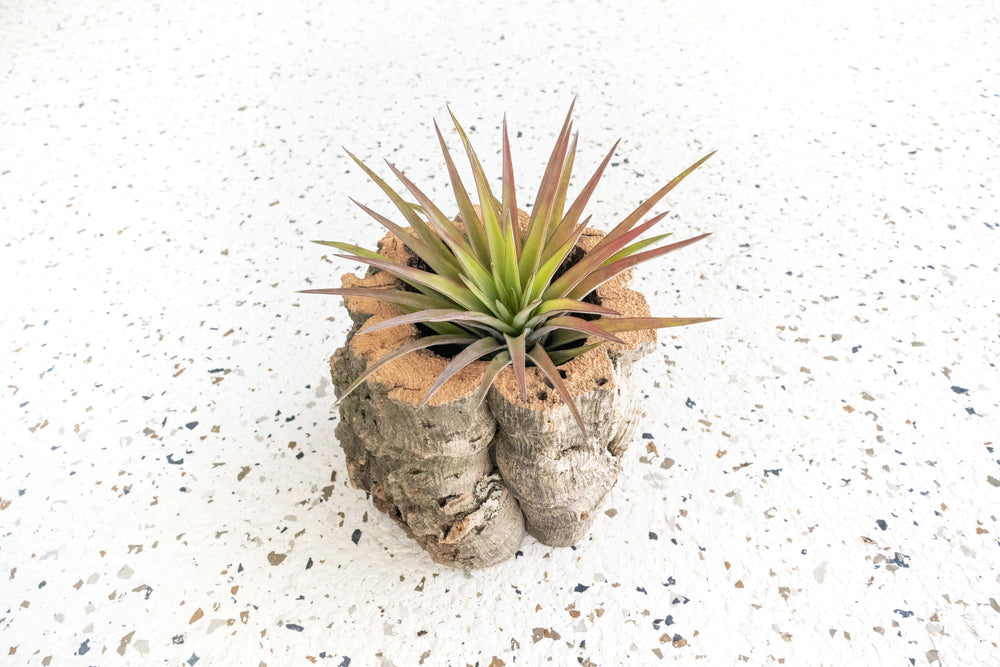 Natural Cork Bark Planter with Blushing Tillandsia Velutina Air Plant